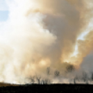 Száraz növényzet égett