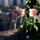 Kossuth Toborzó 2016 - PÉNTEK