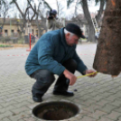 Felállították a város karácsonyfáját