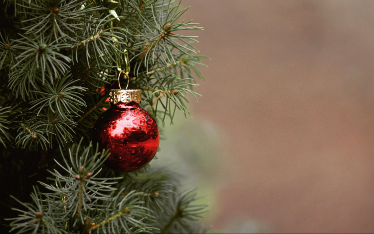 Legnépszerűbb az élő fenyő