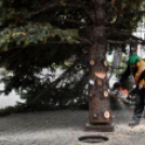 Megérkezett a város karácsonyfája