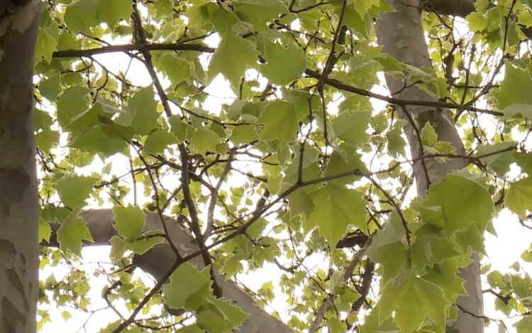 Lakossági tájékoztatás