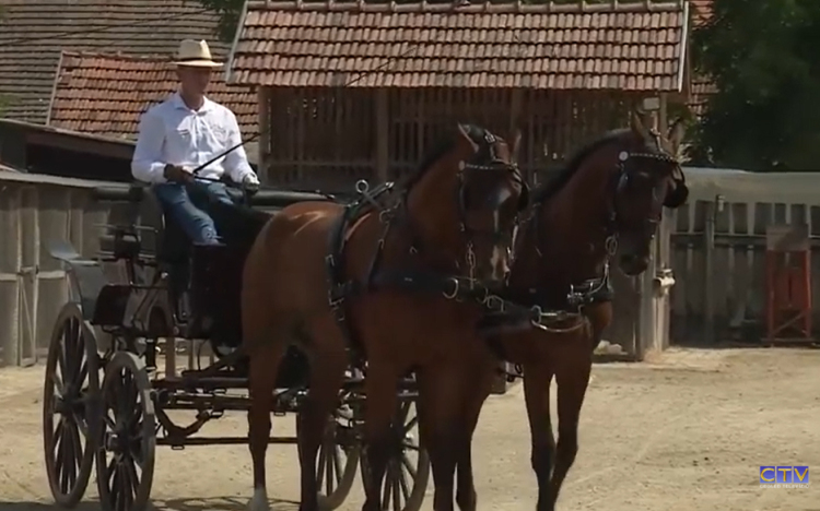 Fogathajtó sikerek a Ceglédi Lovaskörben