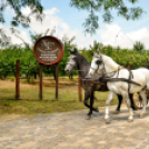 Nyitott Pince Napok - Kökény és Fia Családi Borászat