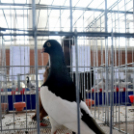 Galambkiállítás Cegléden