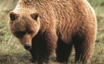 Ezért jöhetnek át magyar területre a medvék
