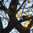 Ceglédi mókuscsalád