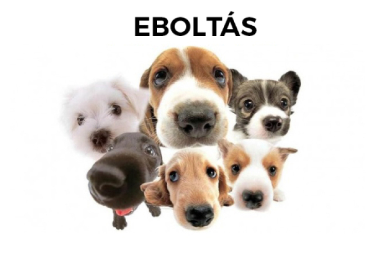 Eboltás