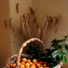 Kajszibarack tanácskozás a Gyümölcskutatóban