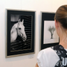 Kiállított a Ceglédi Fotóklub