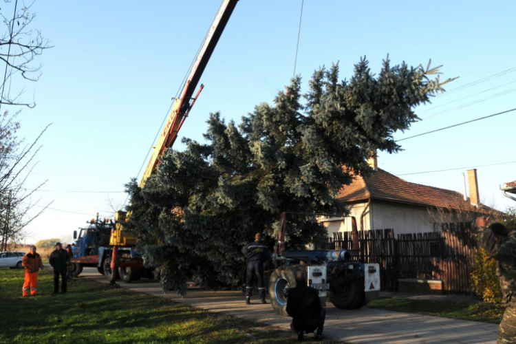 A város karácsonyfája