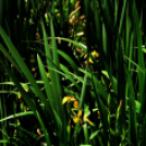 Karanténséta a Gerje parton