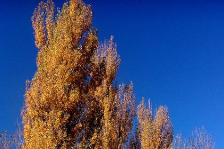 Halló Cegléd! - telefonfotók