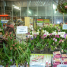 Orchideák éjszakája az Oázis kertészetben