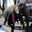 Elefánt a Rákóczi úton