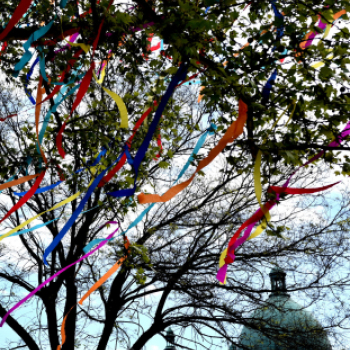 A város májusfája