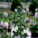 Csemőben is járt a nemzetközi zsűri