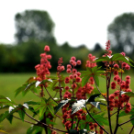 Együttműködésbe kezdett a csemői Marosi Faiskola és a Nemzeti Agrárkutatási és Innovációs Központ