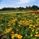 A növénynemesítő nyomában