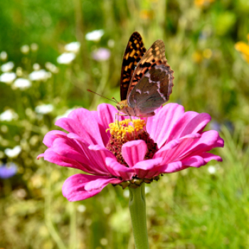 Kováts Zoltán Emlékülés Csemőben