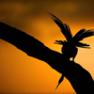 MAFOSZ kiállítás képei