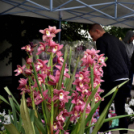 Anyák napi virágvásár és Anyám tyúkja főzőverseny