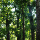 Csemői - Anyám tyúkja