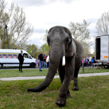Elefántok érkeztek a Vörösmarty térre