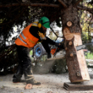 Megérkezett a város karácsonyfája