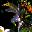 Színpompás bemutató