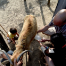 Képesek az önellátásra