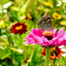 Kováts Zoltán Emlékülés Csemőben