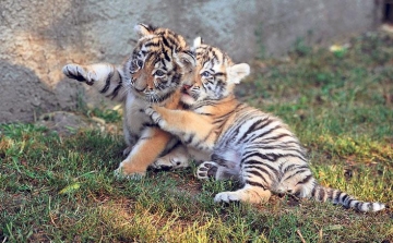 Simogatókat várnak az abonyi kis tigrisek