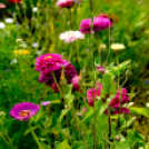 Kováts Zoltán Emlékülés Csemőben