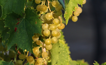 A szokásosnál később kezdődött a szüret