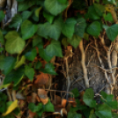 Gyászistentisztelet a temetőben