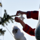 Feldíszítették a város karácsonyfáját