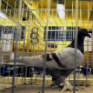 Ceglédi galamb mustra