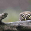 MAFOSZ kiállítás képei