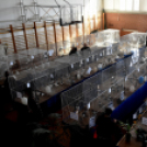 Galambkiállítás Cegléden