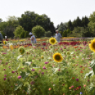Kováts Zoltán Emlékülés Csemőben
