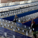 Galambkiállítás Cegléden