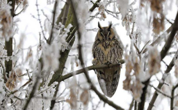 4 millió rágcsálót ettek meg