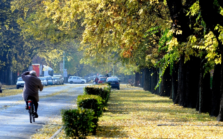 Lakossági tájékoztatás: őszi fasori munkálatok