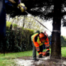 Megérkezett a város karácsonyfája