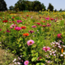 Kováts Zoltán Emlékülés Csemőben