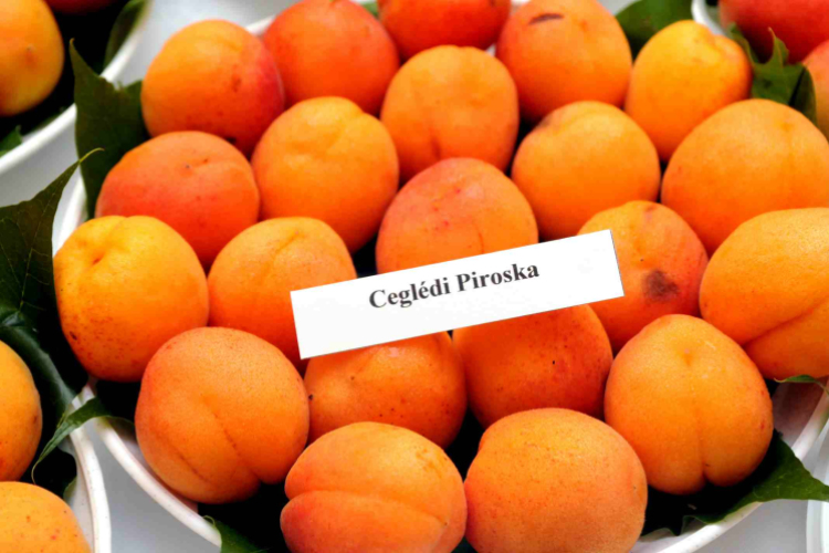 Kajszibarack tanácskozás a Gyümölcskutatóban