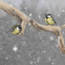 MAFOSZ kiállítás képei