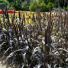 Kováts Zoltán Emlékülés Csemőben