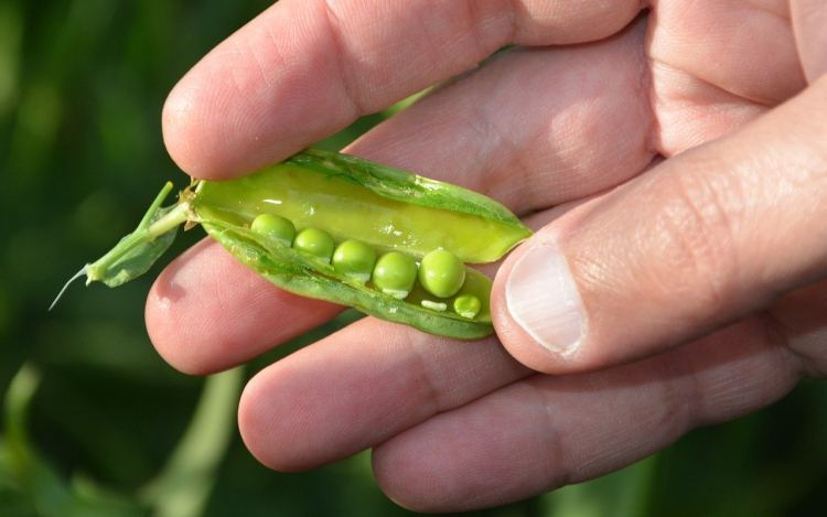 Még több az igény a zöldség házhozszállításra